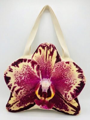 Phalaenopsis Flan