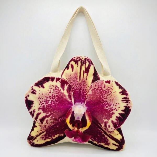 Phalaenopsis Flan